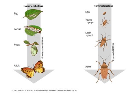  Umwelt，一種以奇特 metamorphosis 聞名的昆蟲！