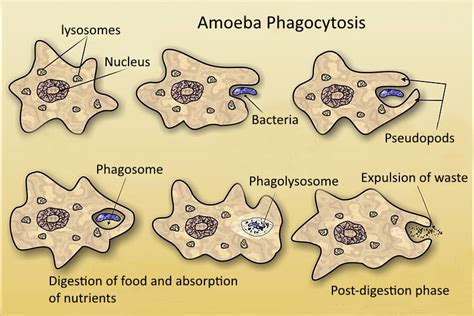   阿米巴 Amoeba: 探索單細胞世界的奇妙生物，揭開其吞噬與分裂的神奇奧秘！