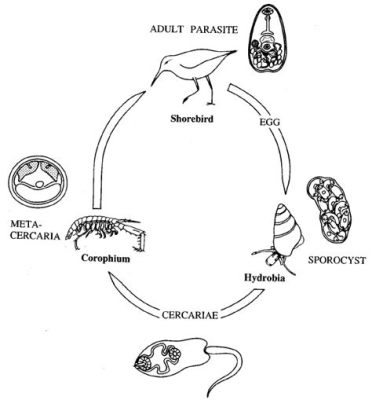  Eyephild！This Tiny Trematode Lives Its Entire Life Cycle Inside A Single Fish