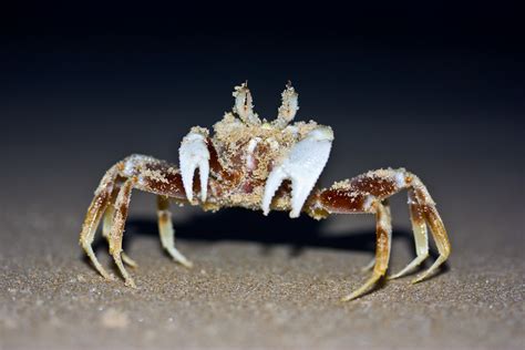   ghost crab，這個甲殼類動物以其令人印象深刻的偽裝能力和在月光下進行驚險活動而聞名！