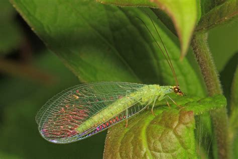   lacewing 擁有閃爍翅膀的奇幻魔法，是生態系統中不可或缺的小型掠食者！