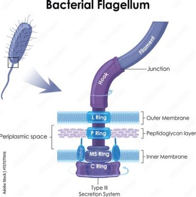  Leakocytosis 擁有獨特鞭毛結構的單細胞生物！