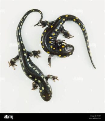  二斑Salamander，一種擁有獨特偽裝和令人驚嘆的再生能力両棲動物！