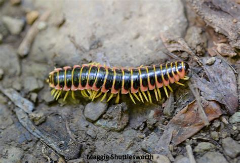  Umwelt Millipede： Discover the Secrets of this Undulating Wonder!